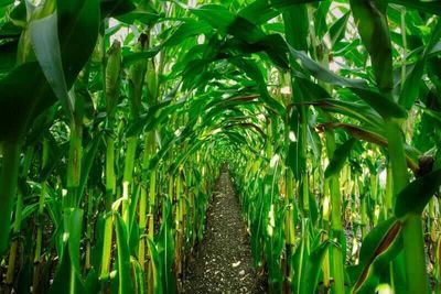 Corn Falling at Tuesday’s Midday